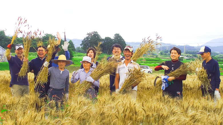 農福リハビリ小麦収穫風景_都城三股農福連携協議会